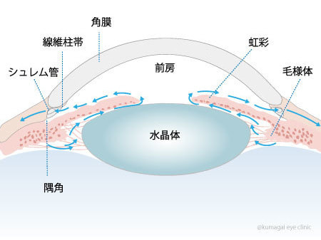 眼圧の説明イラスト